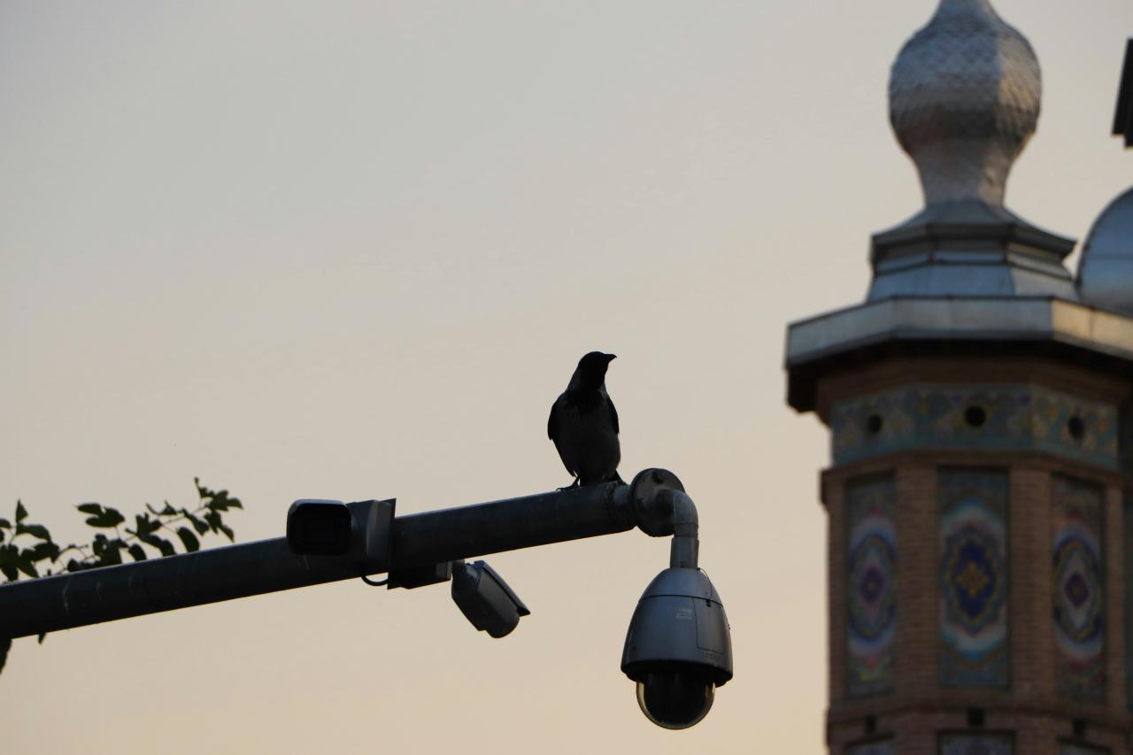 beberapa burung duduk di atas lampu jalan